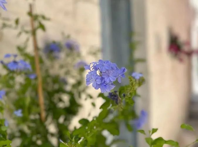 Сasa de vacaciones Bianco Calce -